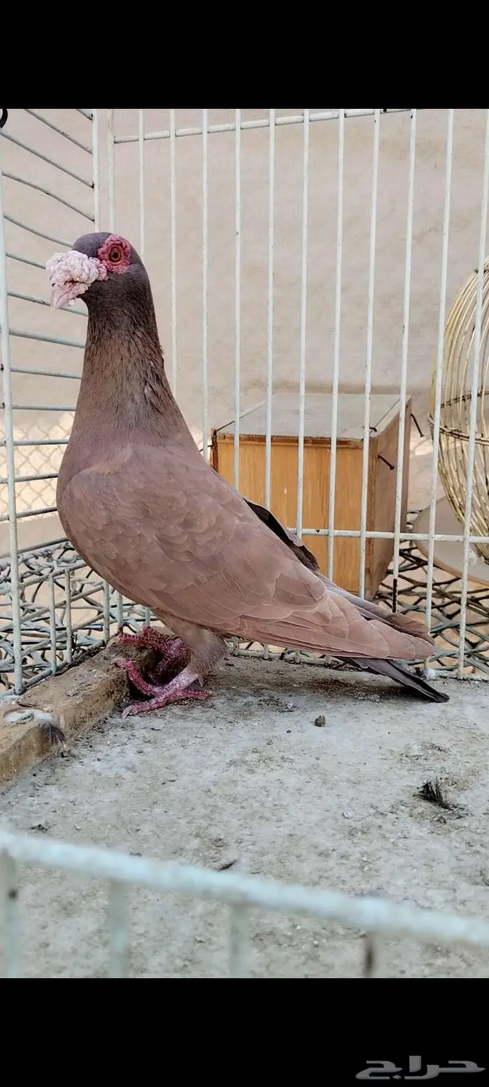 للبيع نثيه 2