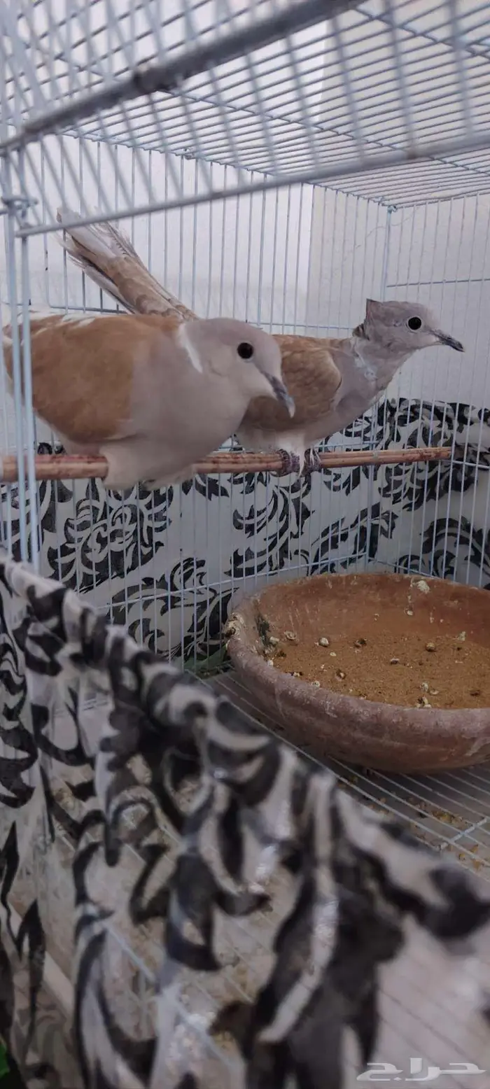 للبيع جوز قماري هولندي 1