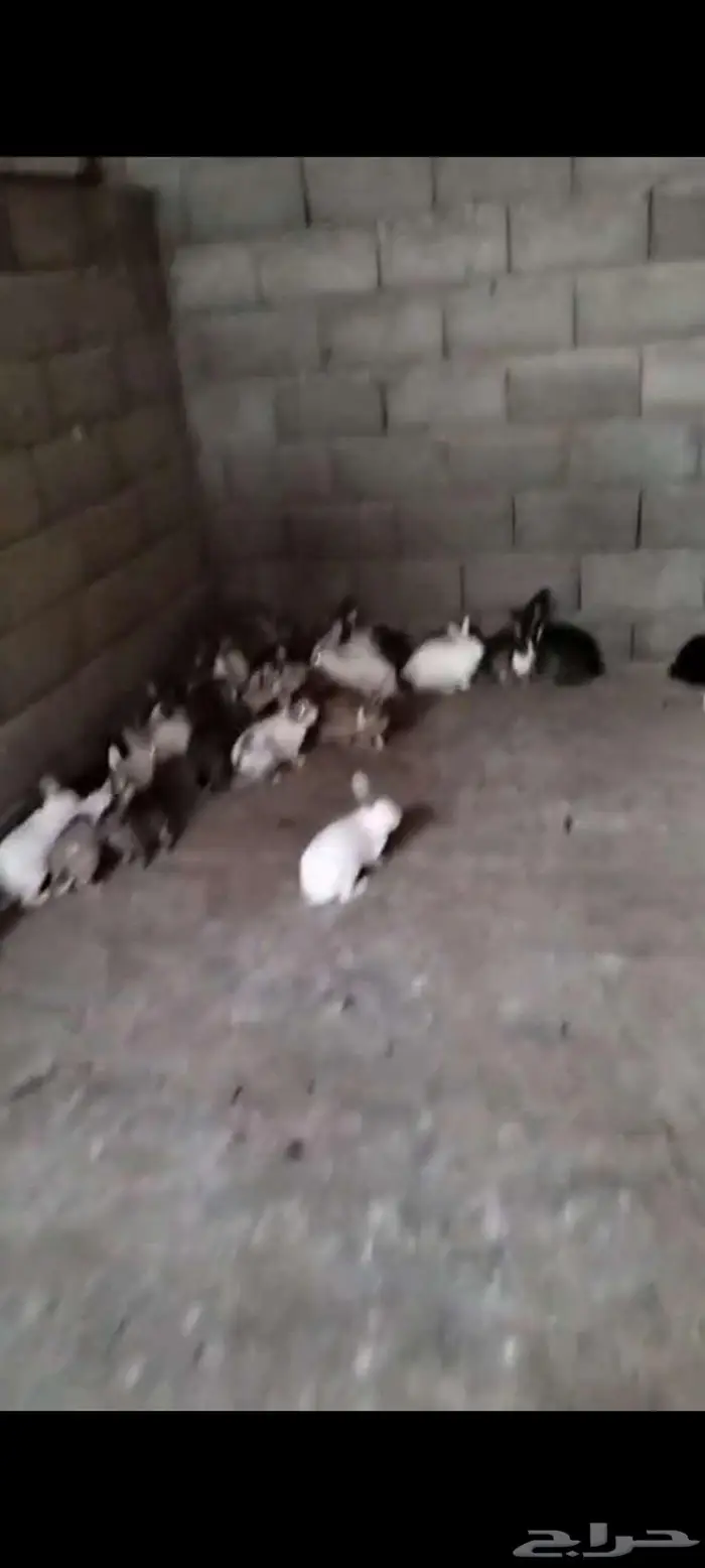 ارانب للبيع 0