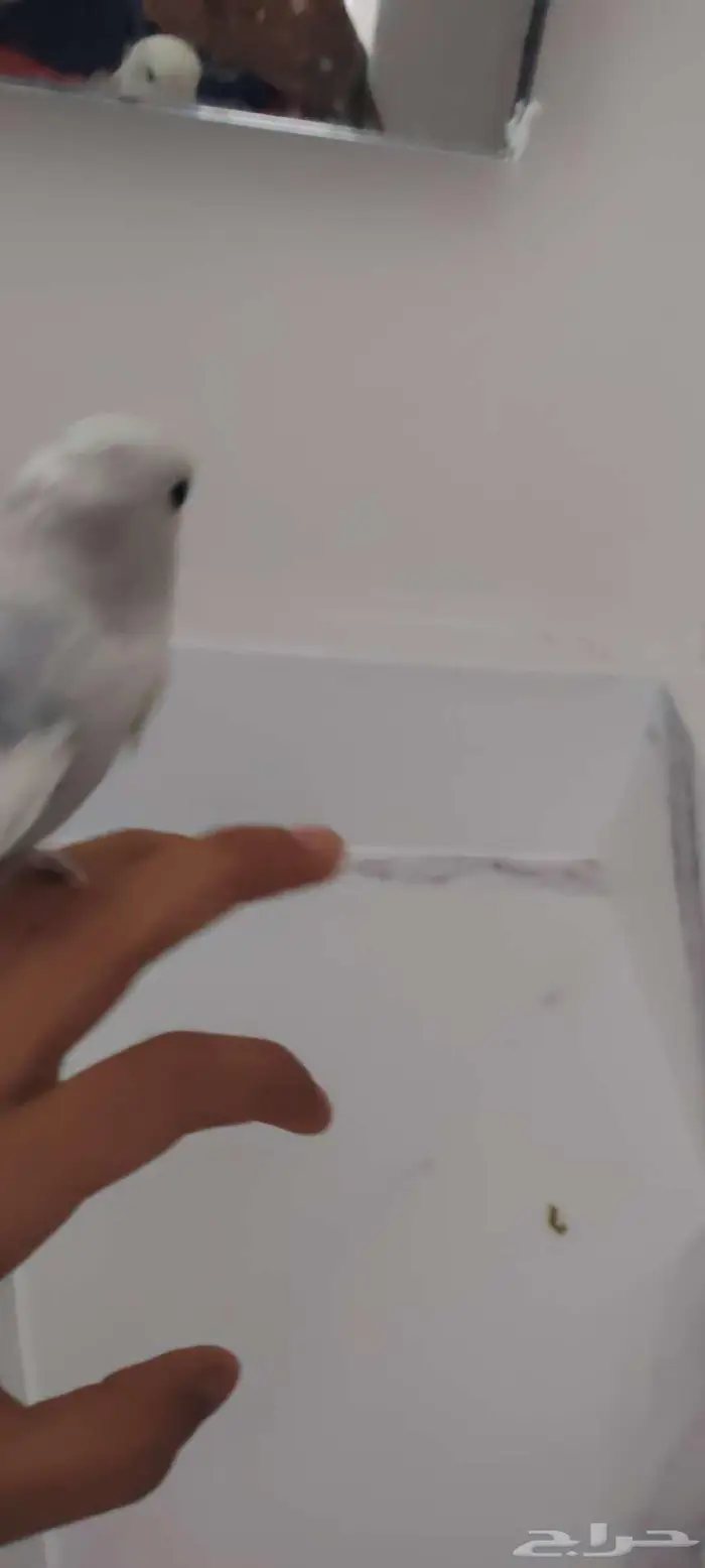 عصفور روز اليف على السوم نادر طفرة 2