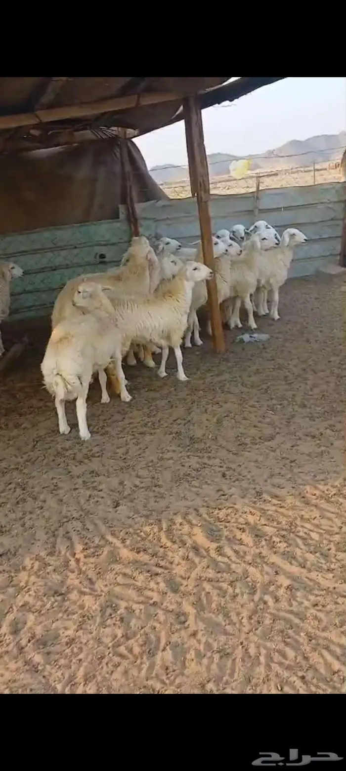 ذبايح مناسبات وثلاجة طليان ورخال 1