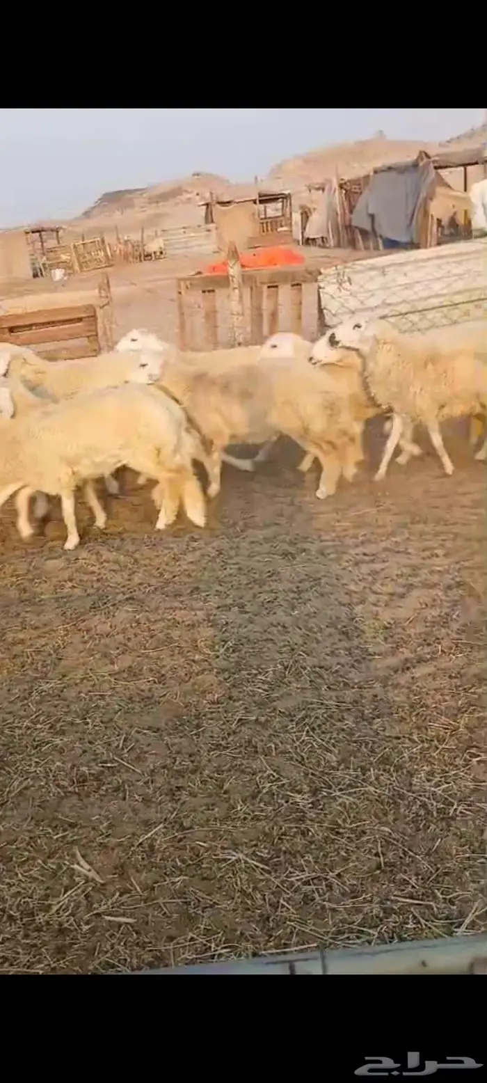 ذبايح مناسبات وثلاجة طليان ورخال 3