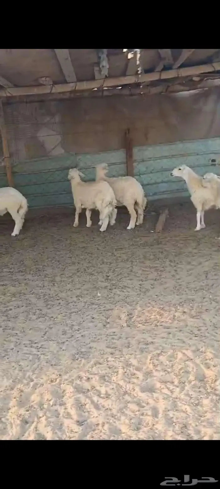 ذبايح مناسبات وثلاجة طليان ورخال 2