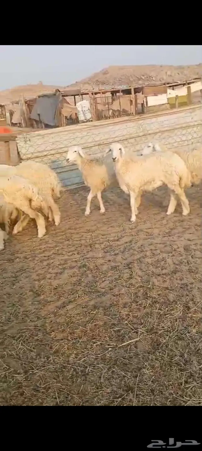 ذبايح مناسبات وثلاجة طليان ورخال 4