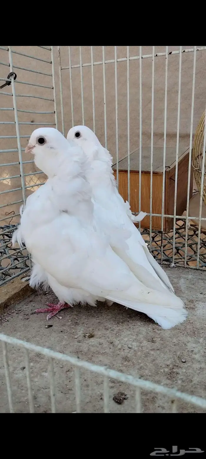 للبيع جوز كشكي 4