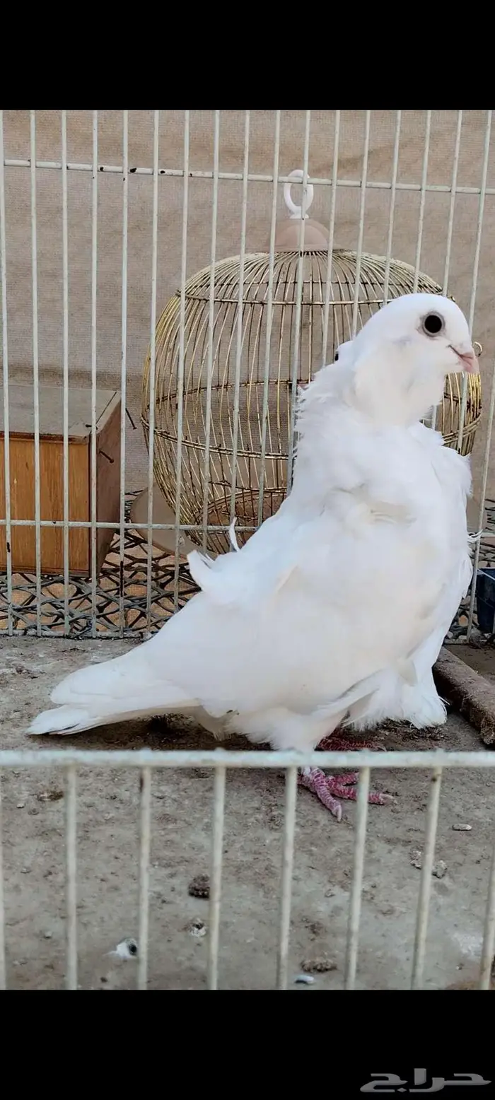 للبيع جوز كشكي 3