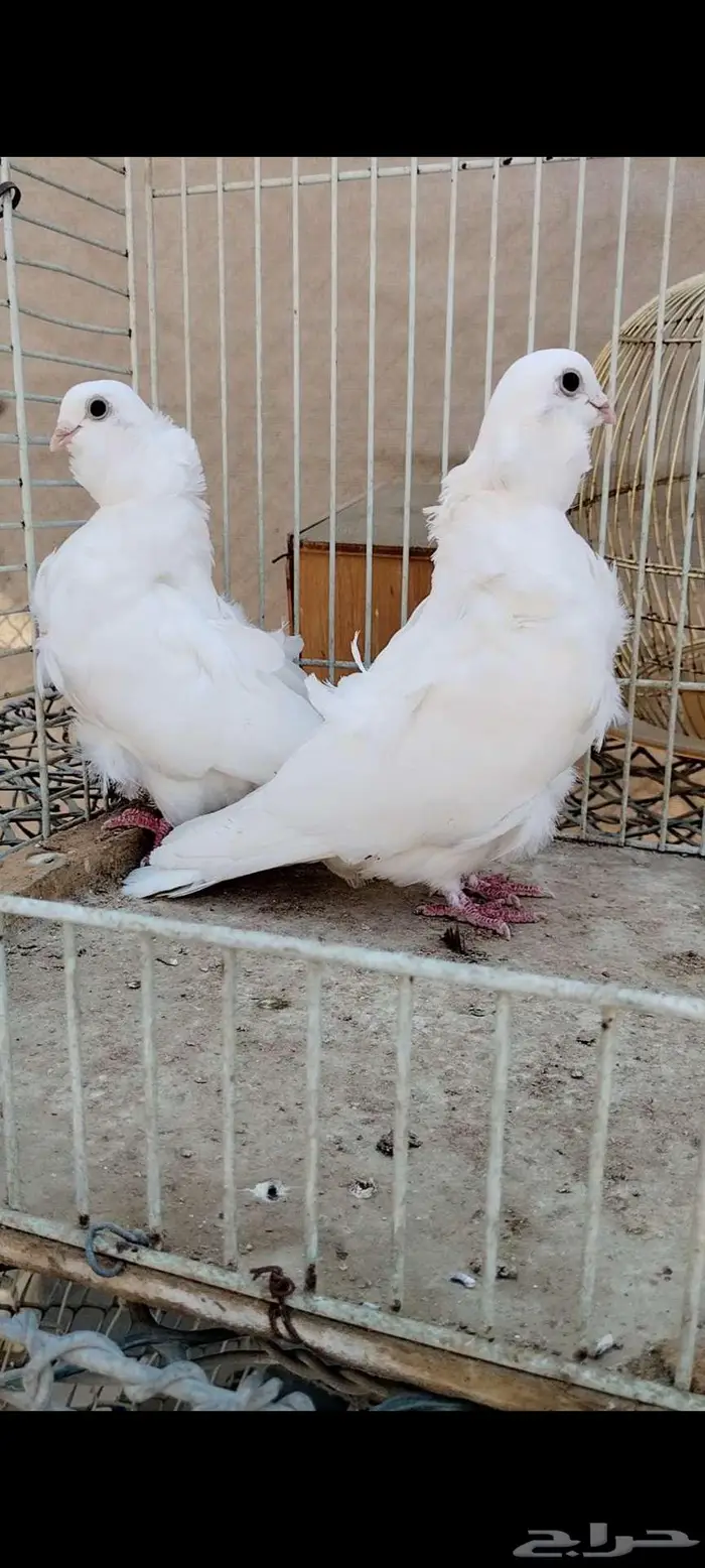 للبيع جوز كشكي 0