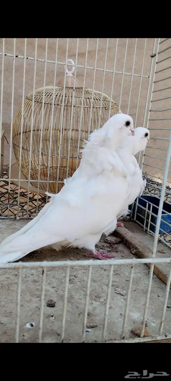 للبيع جوز كشكي 1