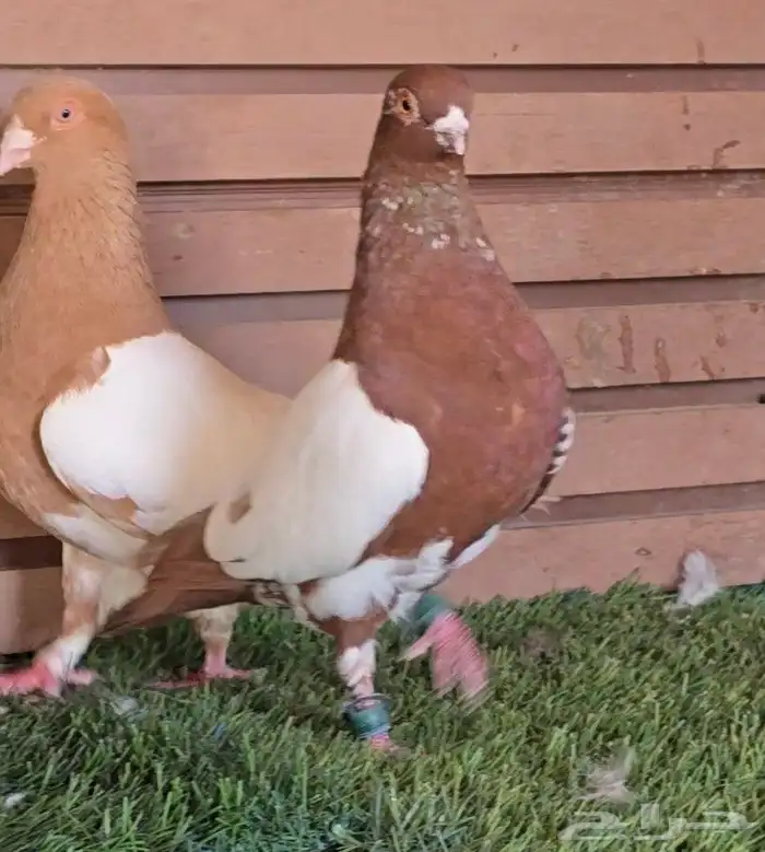 جوز دجي الماني قشطه 4