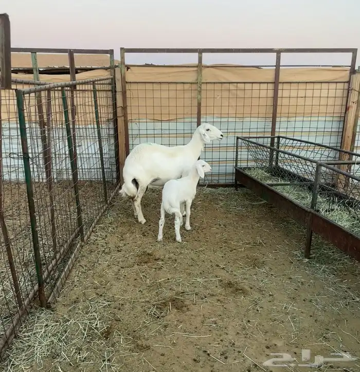 متابيع للبيع 1