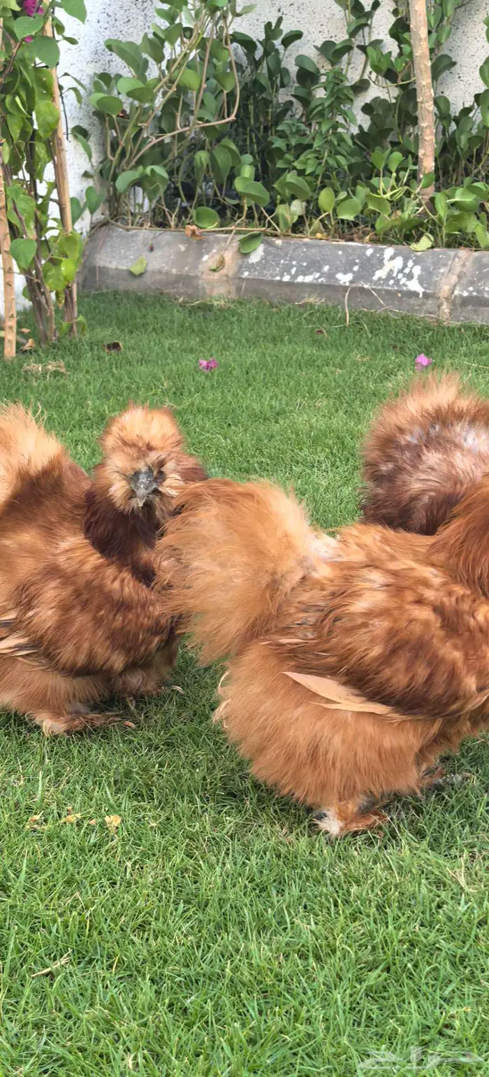 طقم دجاج قطني انتاج خارجي 0