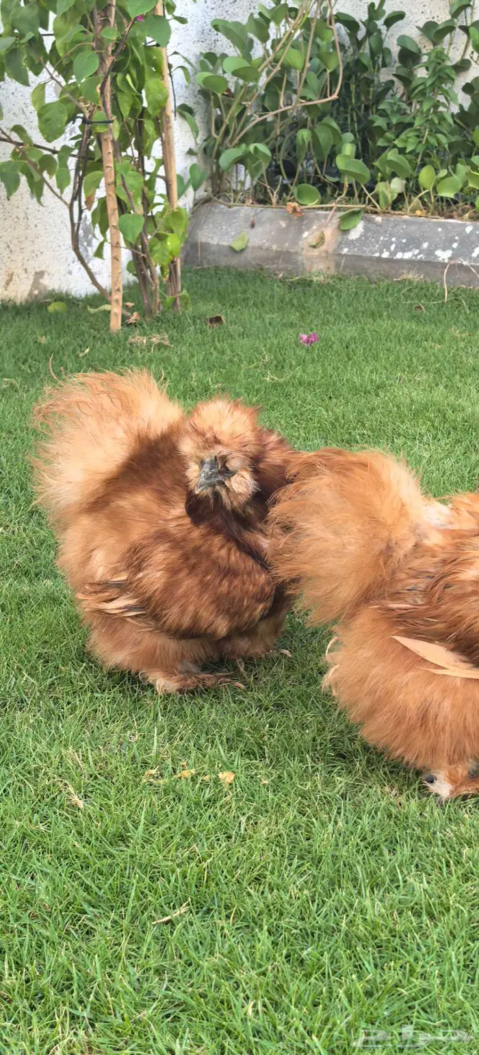 طقم دجاج قطني انتاج خارجي 3