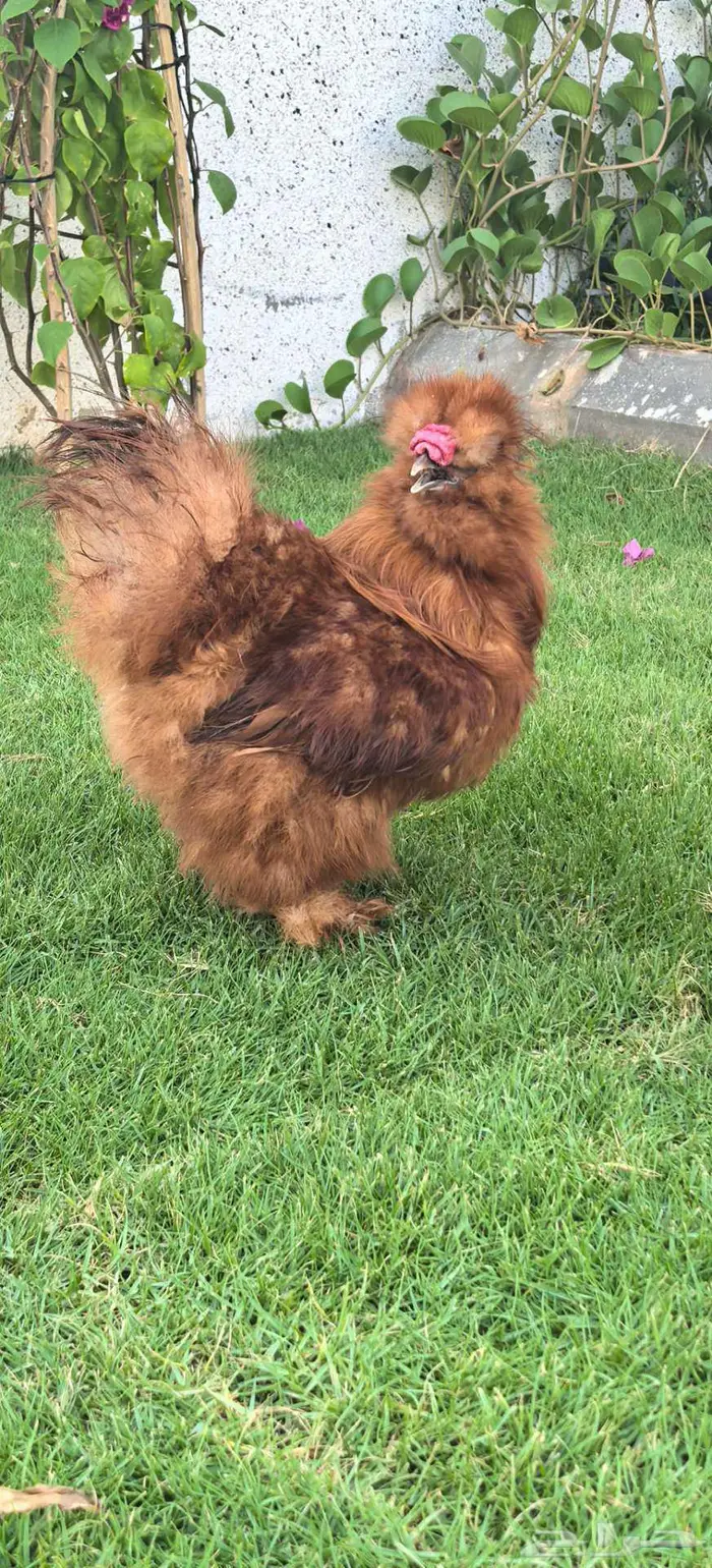 طقم دجاج قطني انتاج خارجي 1