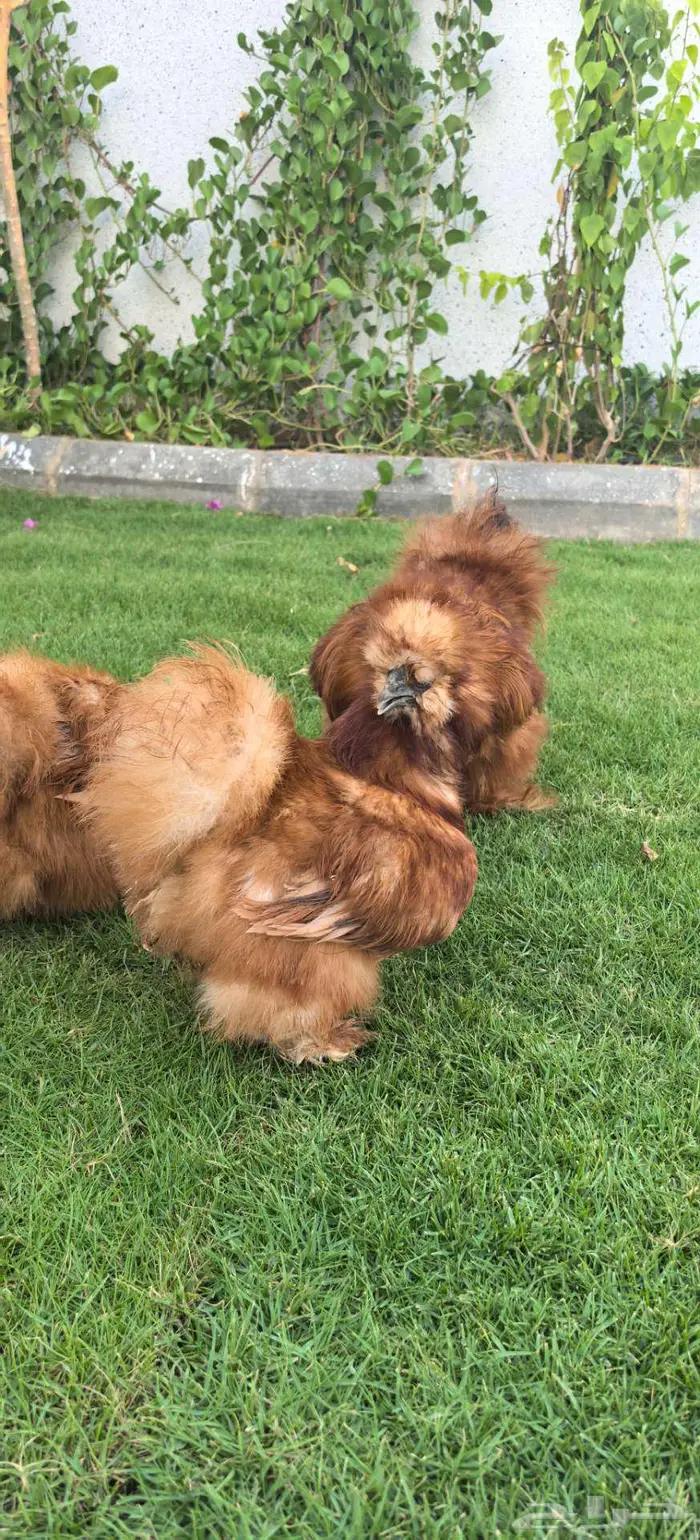 طقم دجاج قطني انتاج خارجي 4