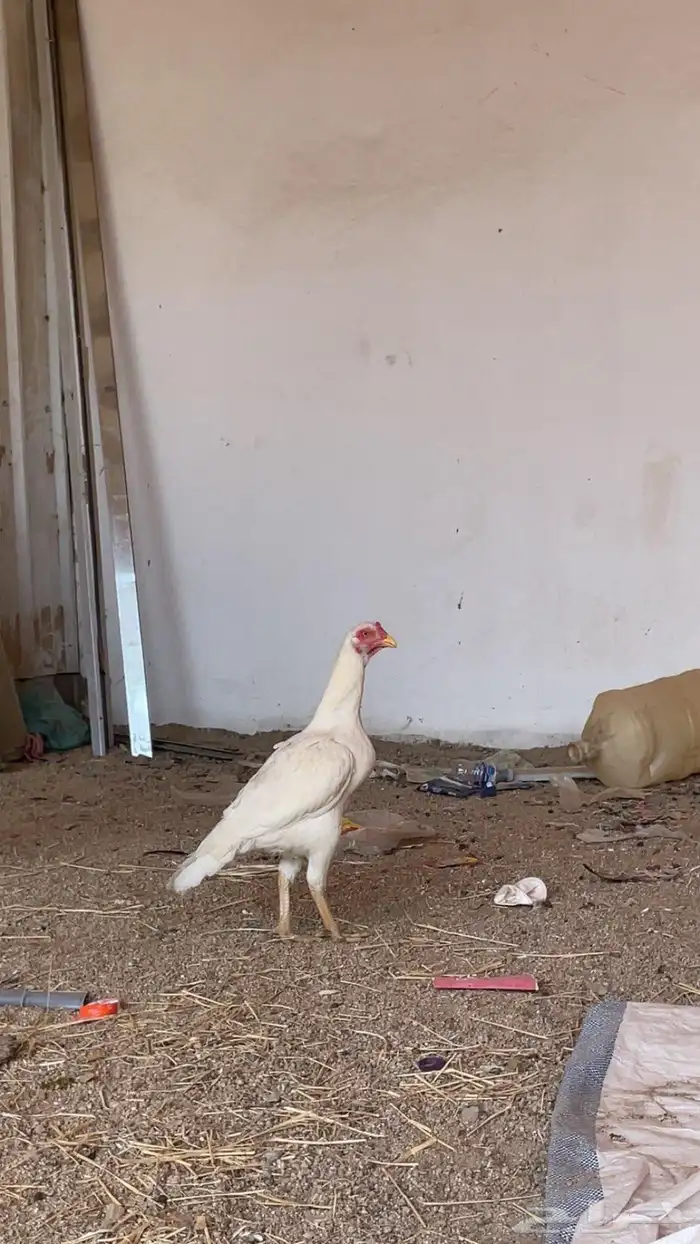 دجاج سندي بيور 0