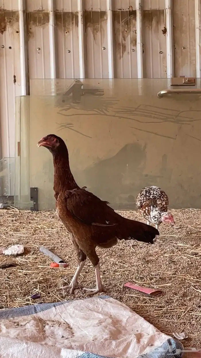 دجاج سندي بيور 1