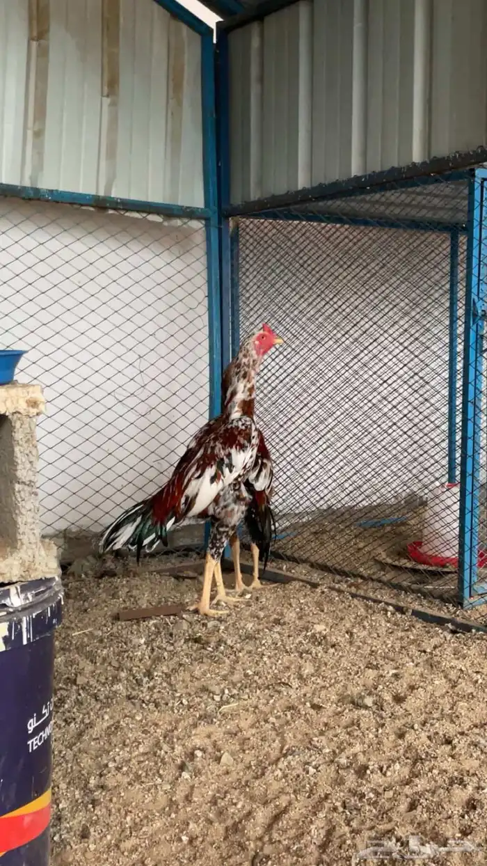 دجاج سندي بيور 3