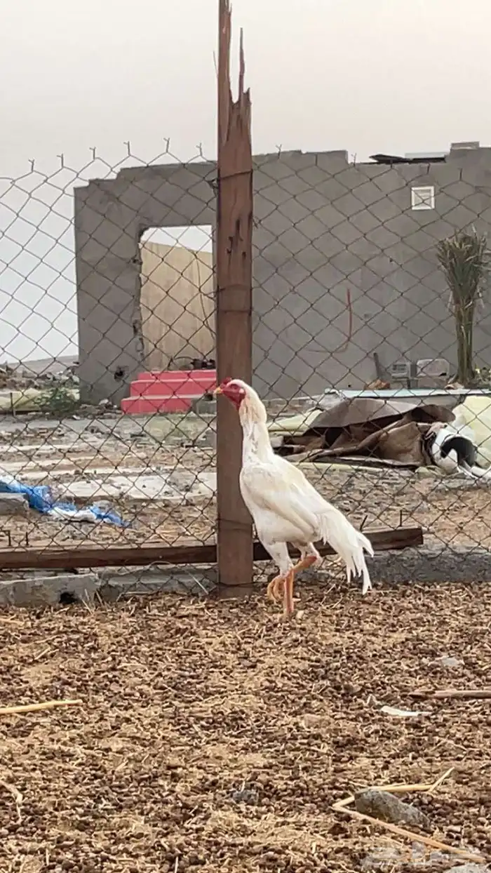 دجاج سندي بيور 2