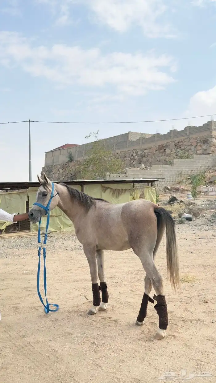 مهر فاخر عربي اصيل 2
