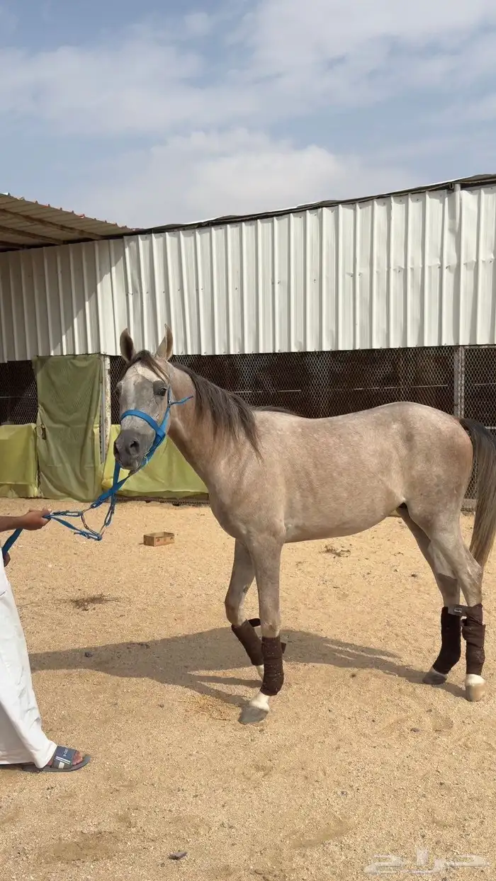 مهر فاخر عربي اصيل 1