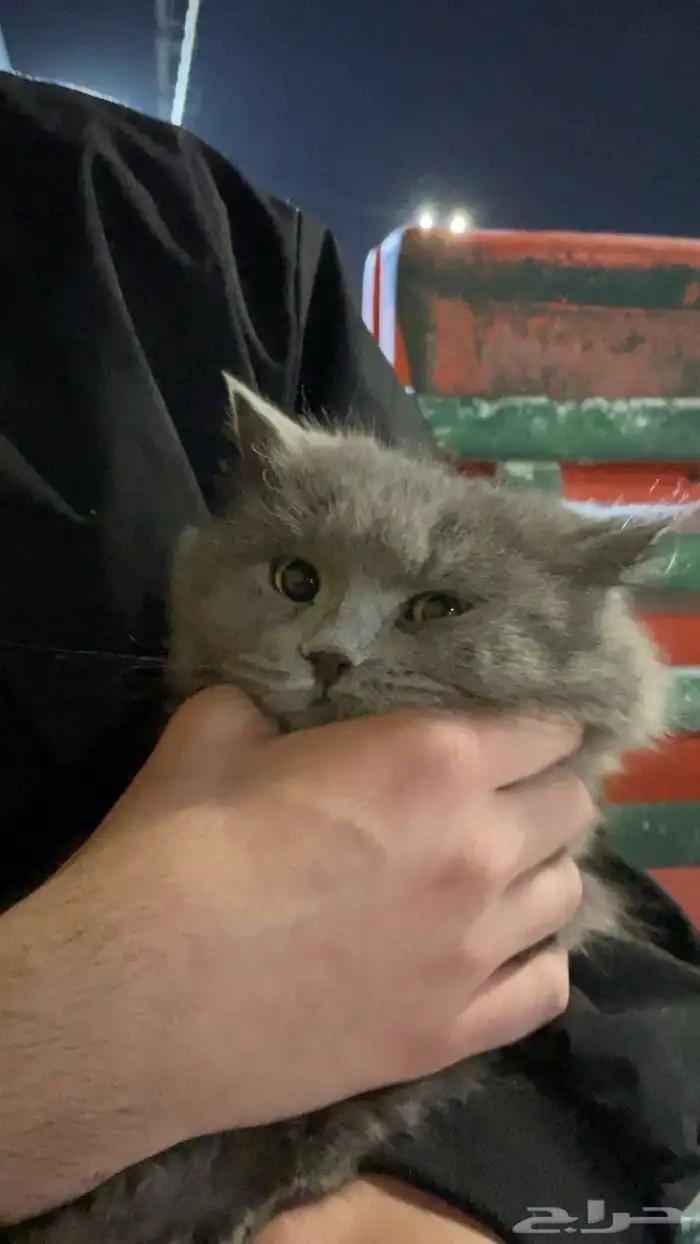 قطه انثى للتبني 1