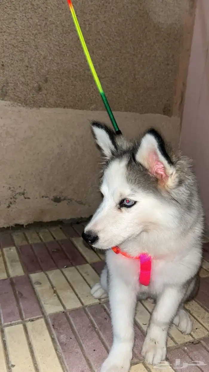 كلاب هاسكي للبيع 1