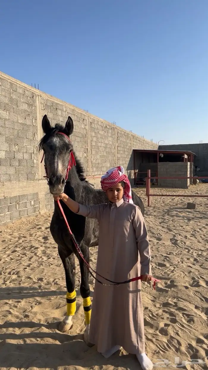 مهر شعبي سبوق سبوق لتعدونه يهل السبق 0