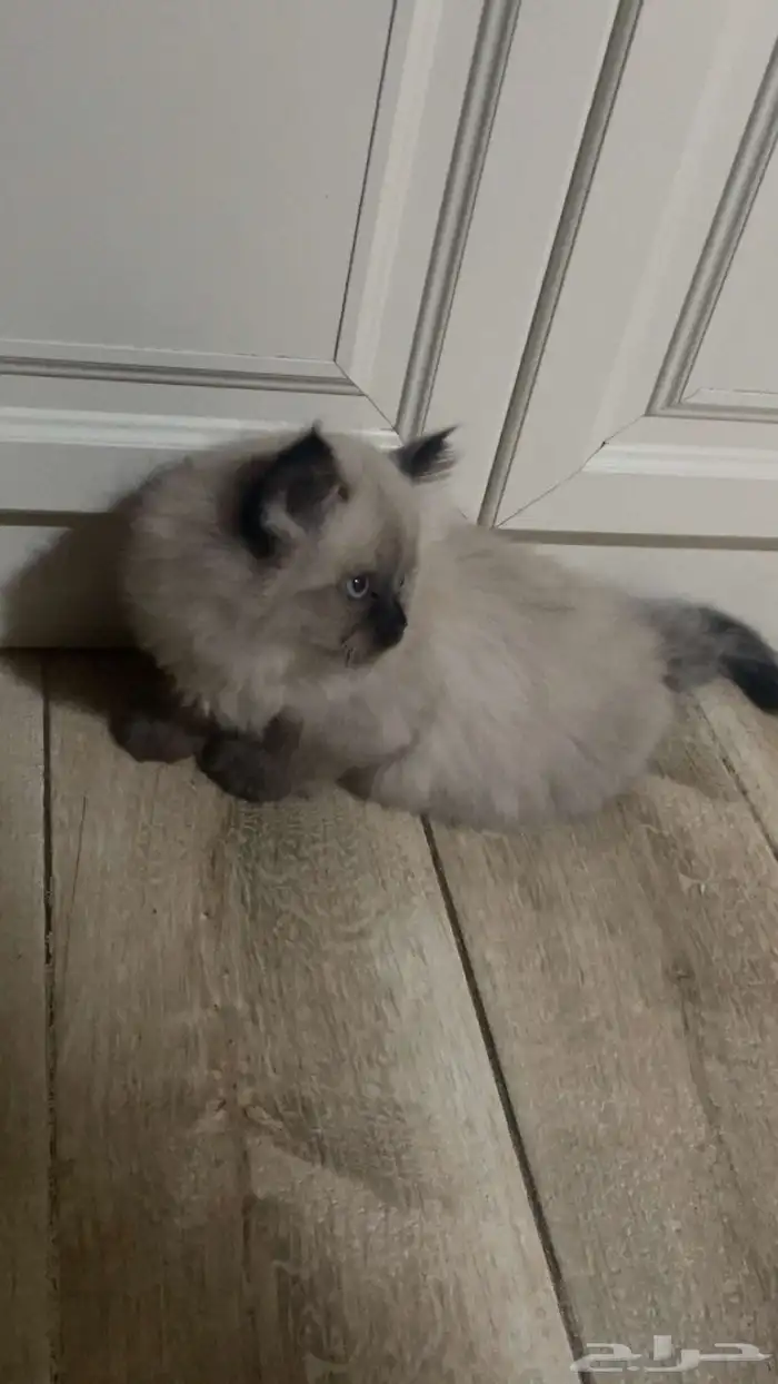 قطه هملايا 0