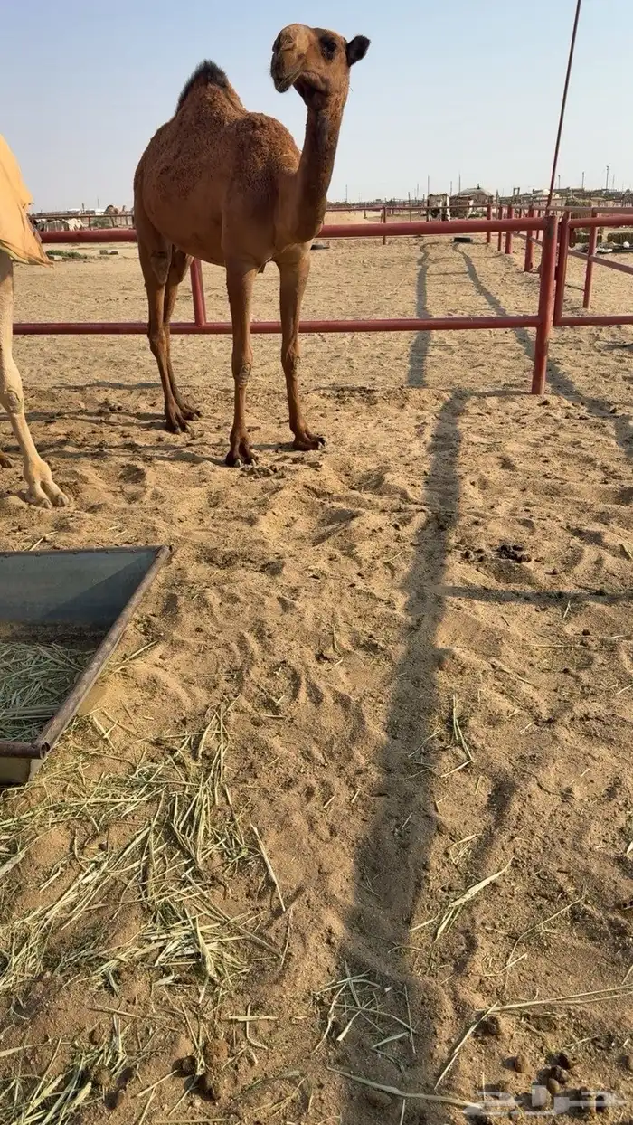 للبيع البكره الكفو ساسه دبيانيه 1