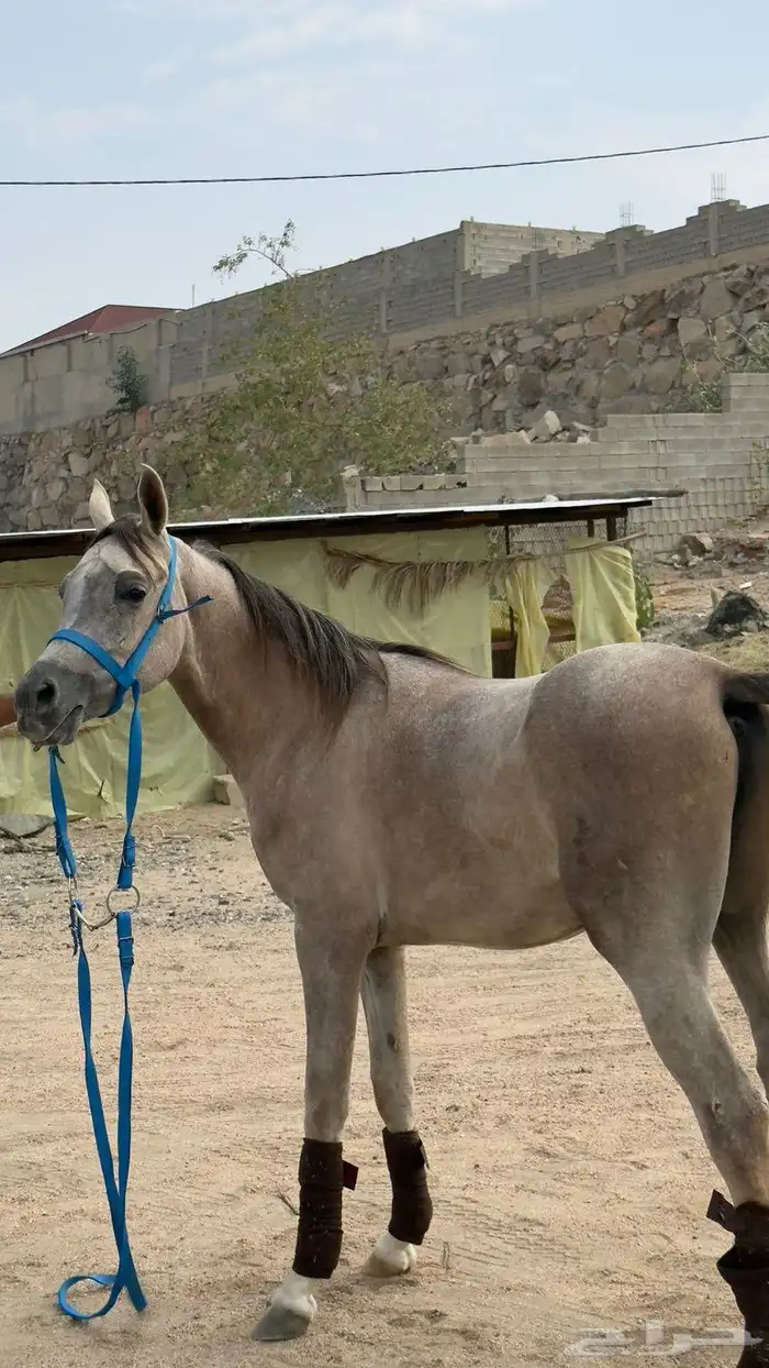 مهر فاخر عربي اصيل 0