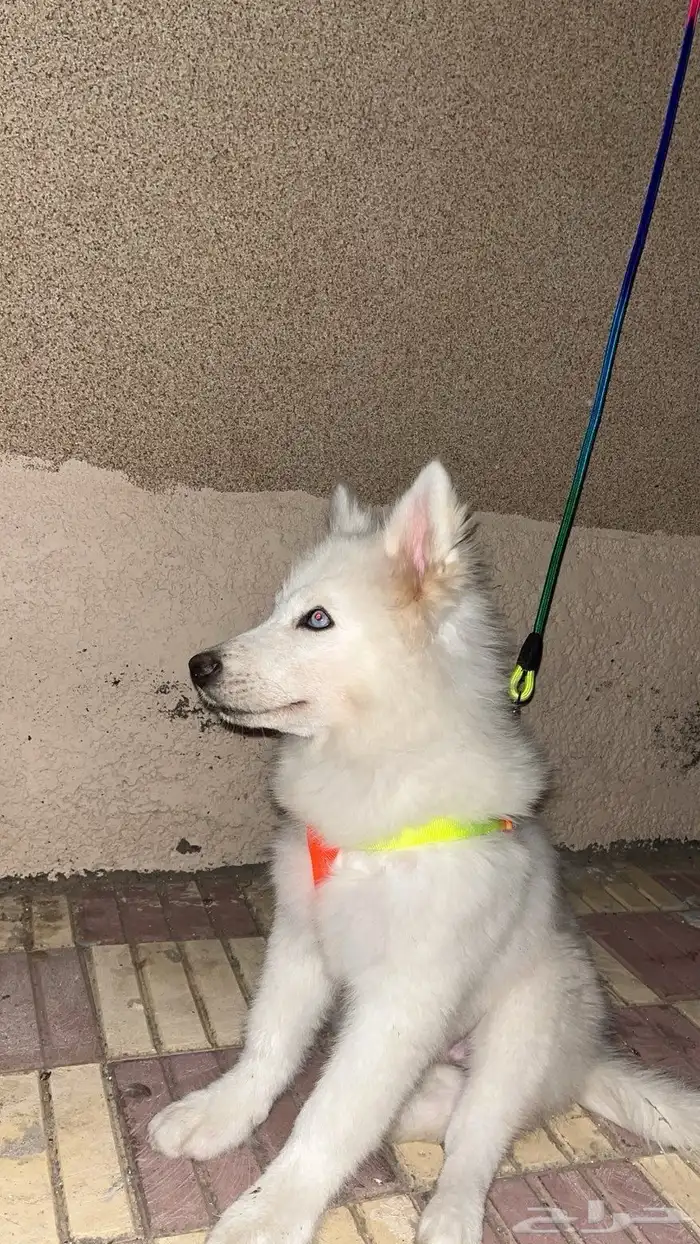 كلاب هاسكي للبيع 0