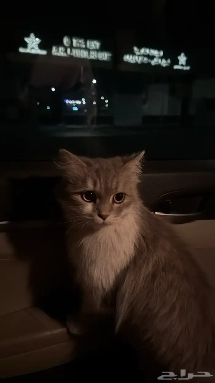 قطه شيرازي 0