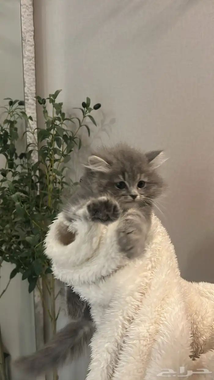 قطوه نوعها ذكر بيكي بيرشن معى بعض مسلتزماتها 0