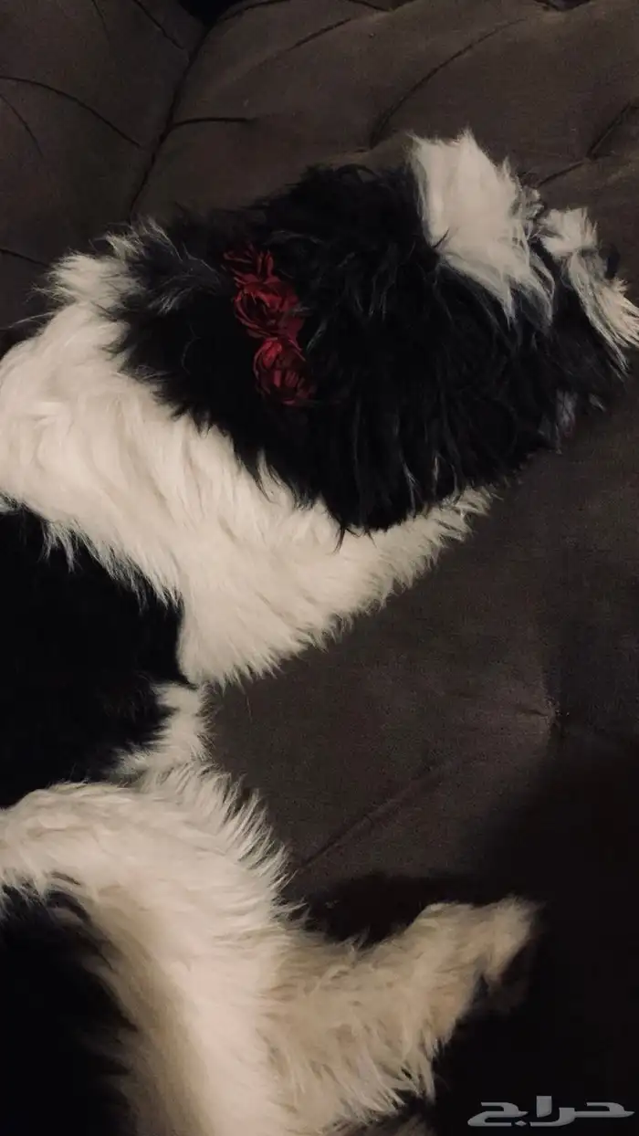 كلب للتبني انثى 1