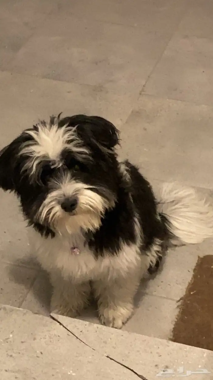 كلب للتبني انثى 2