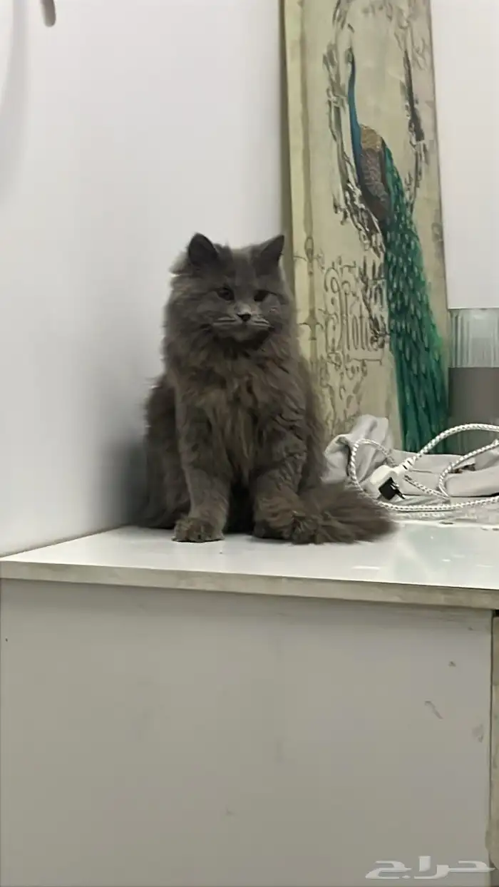 قطه انثى للتبني 0