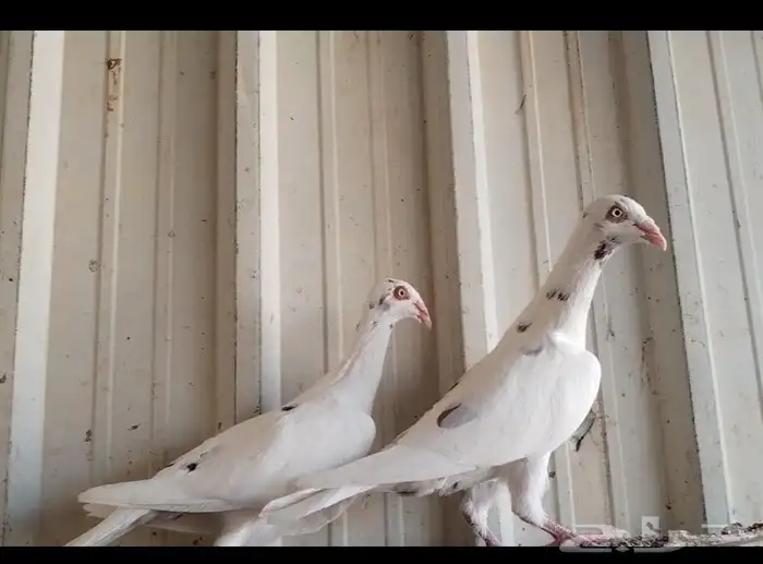 جوز دنش منتج 0