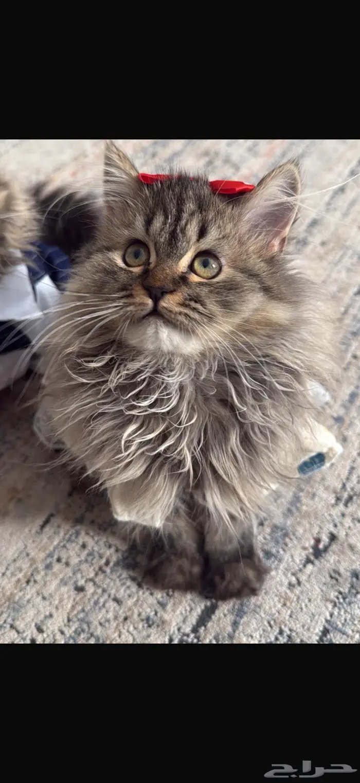 قطط للبيع 3