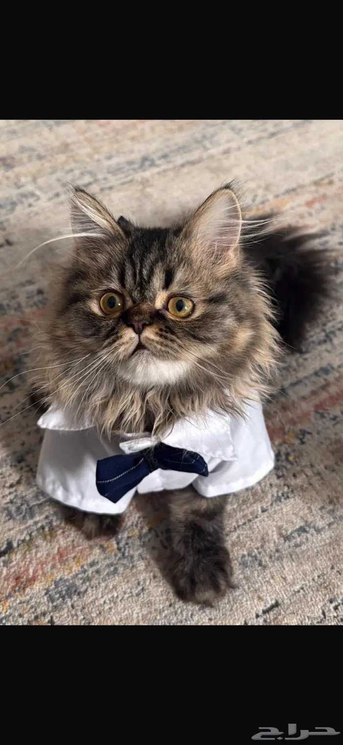 قطط للبيع 2