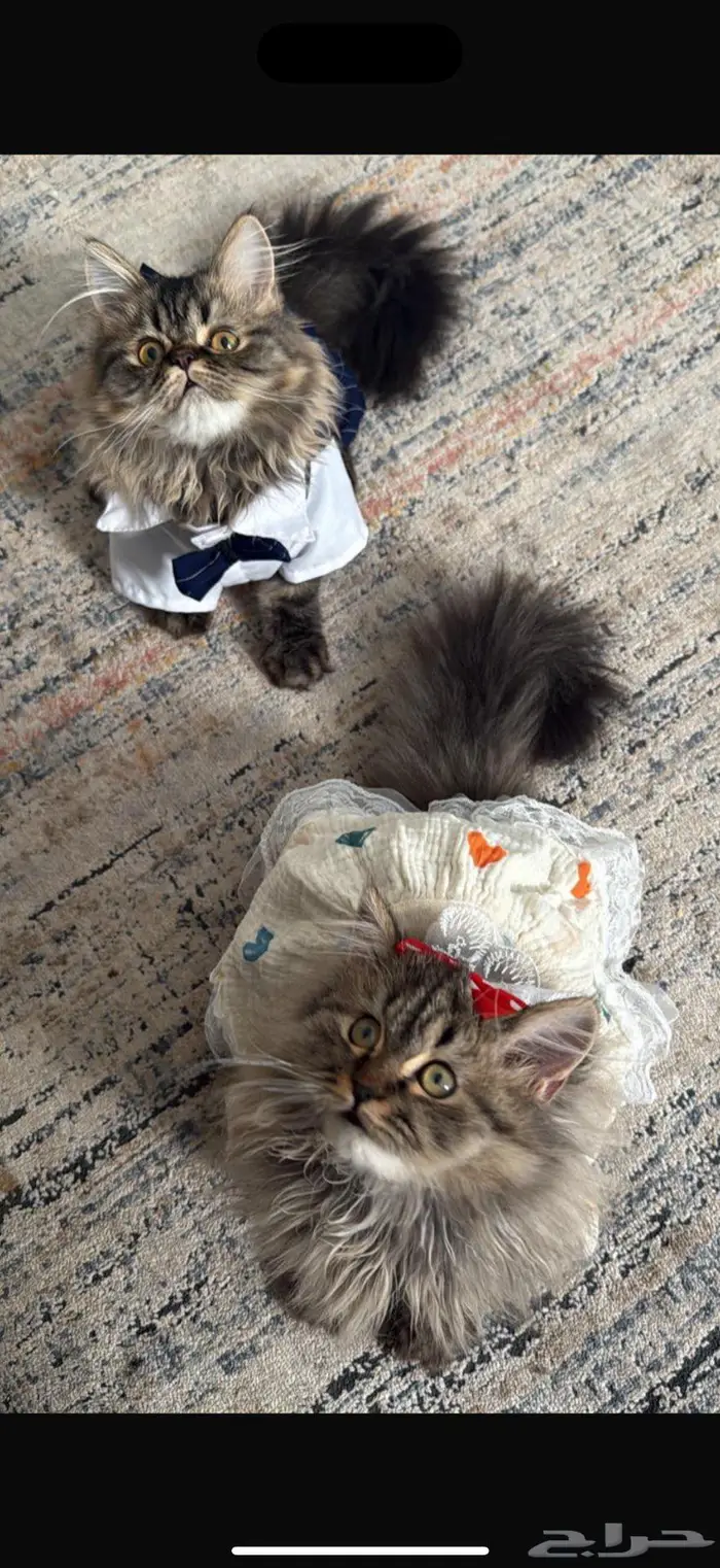 قطط للبيع 4