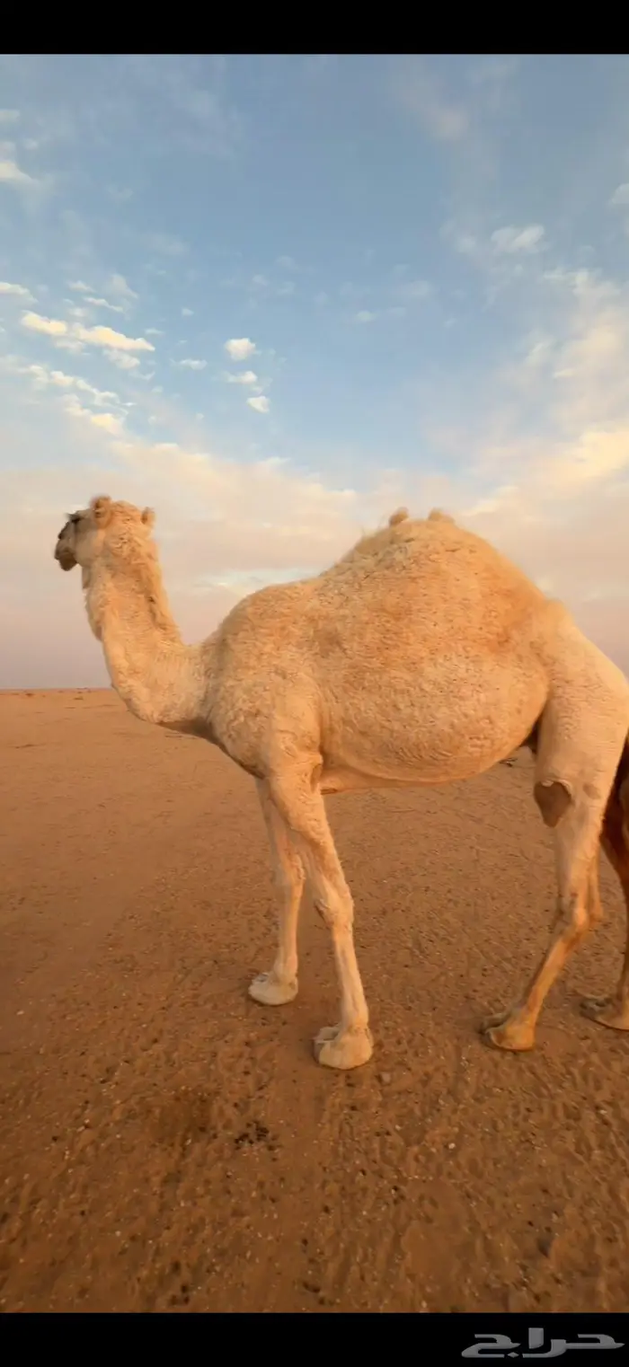 ناقة وضحا حايل للبيع 0