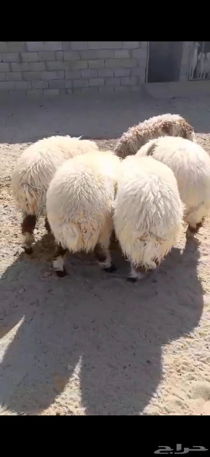 رخال نعيم كفو 0