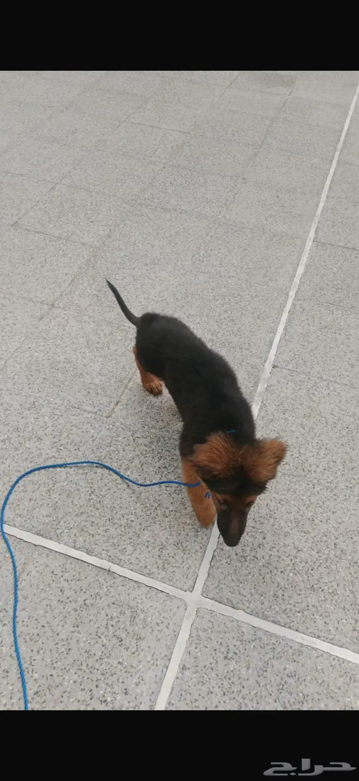 جيرمن ذكر بني على اسود عمره شهر ونص الاكل يجي 0