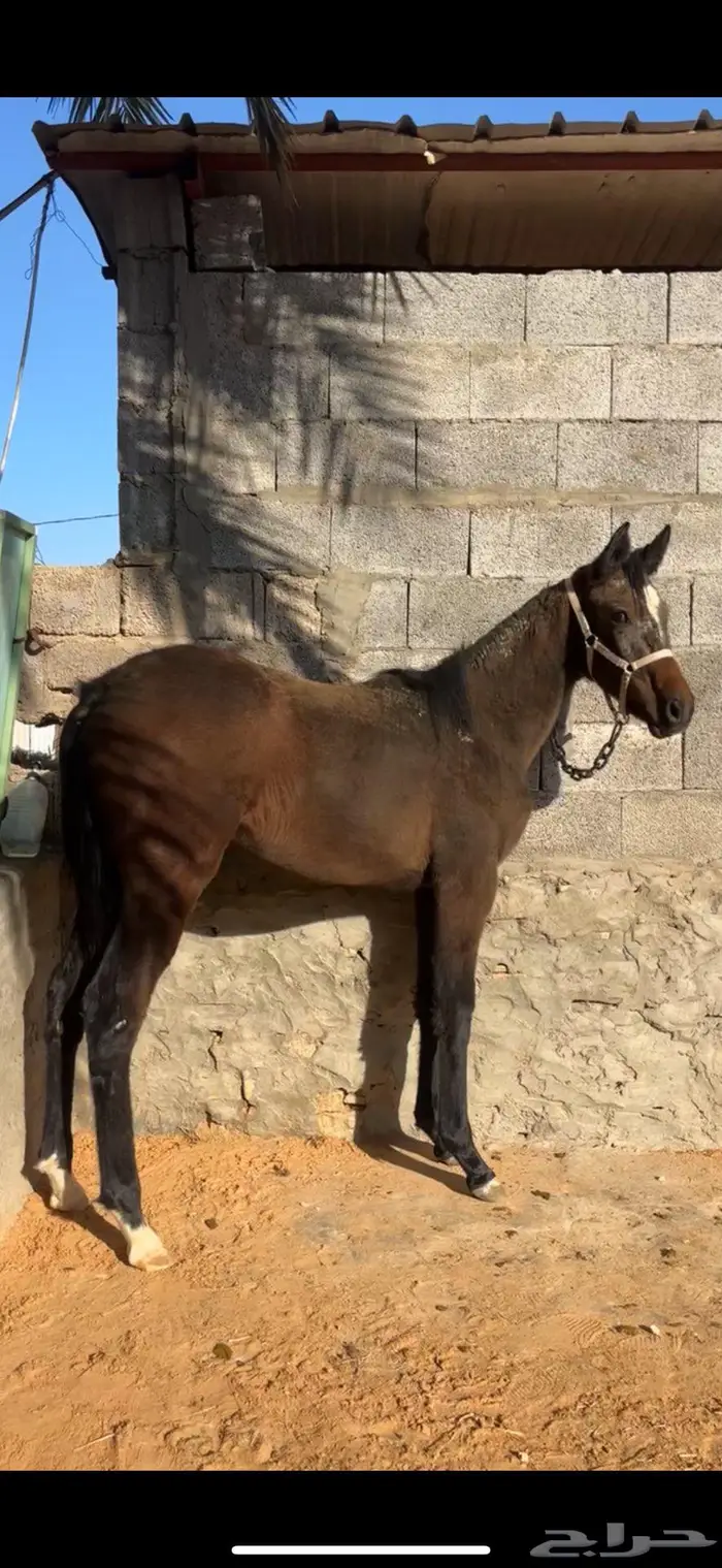 مهره شعبيه شيخه 1