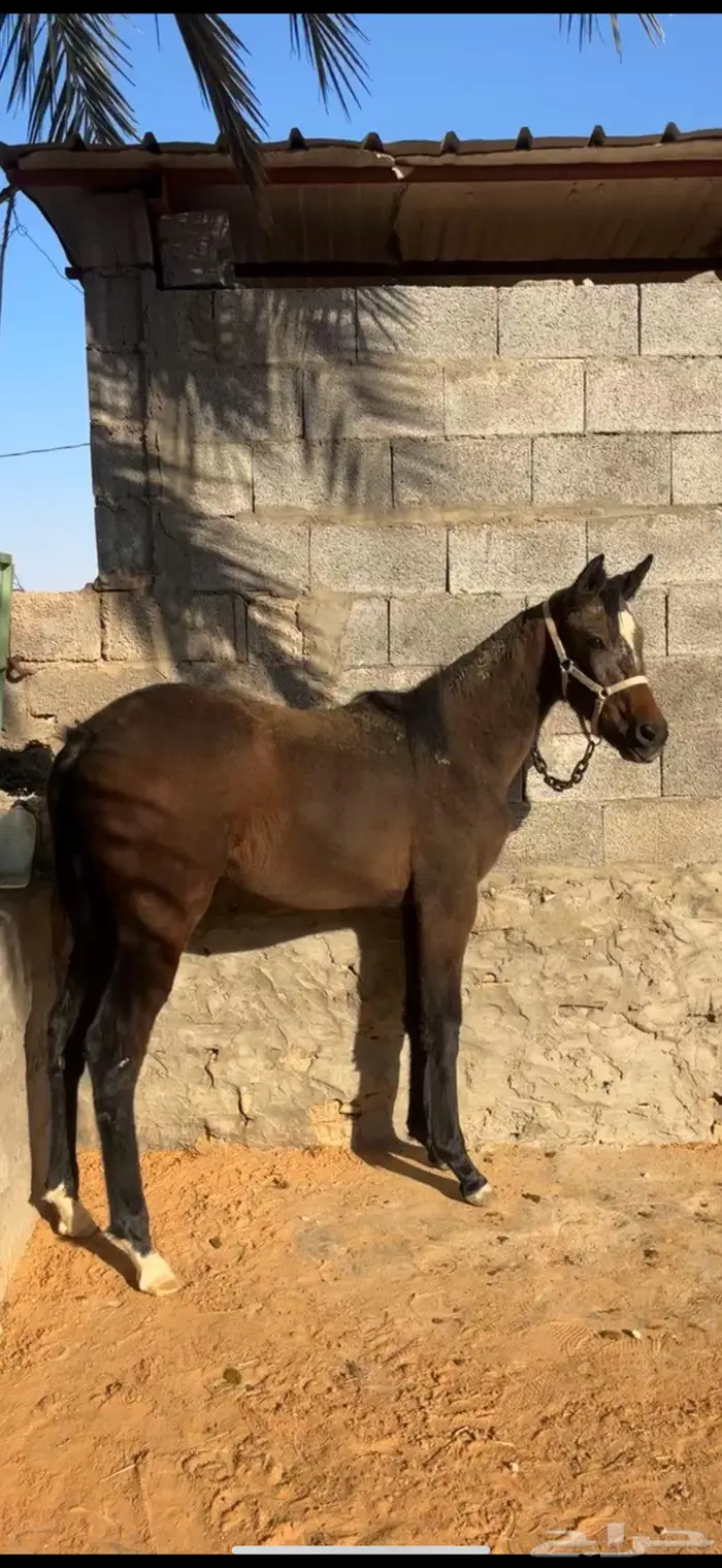 مهره شعبيه شيخه 2