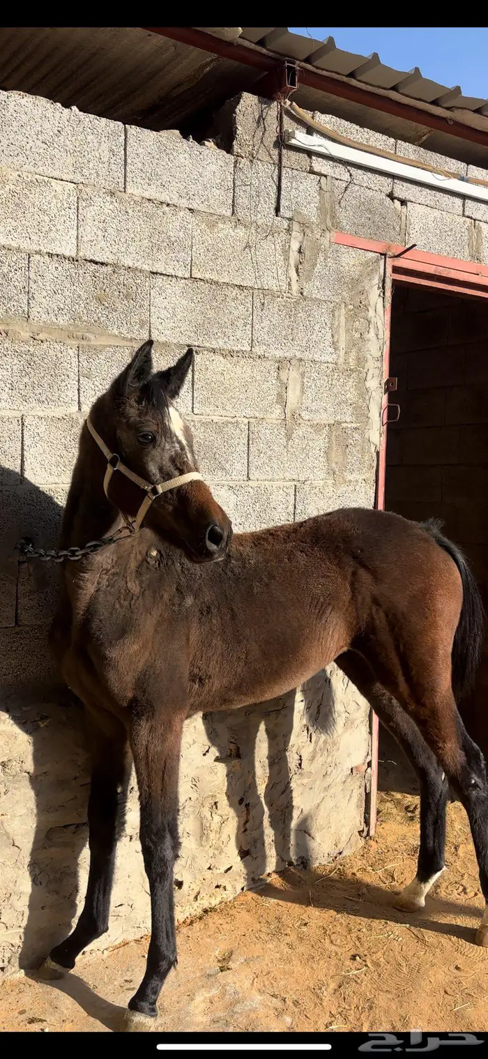 مهره شعبيه شيخه 3