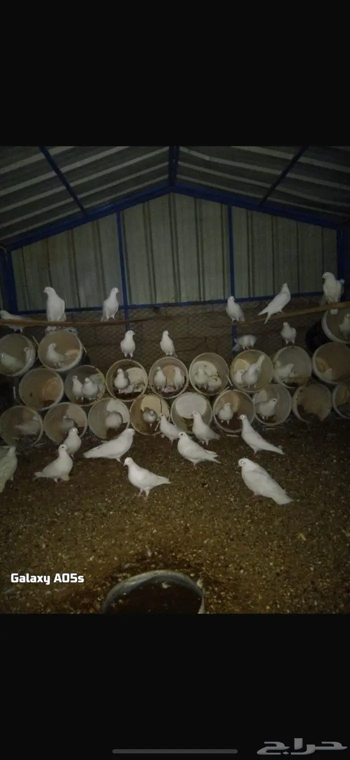 حمام فرنسي منتج 0