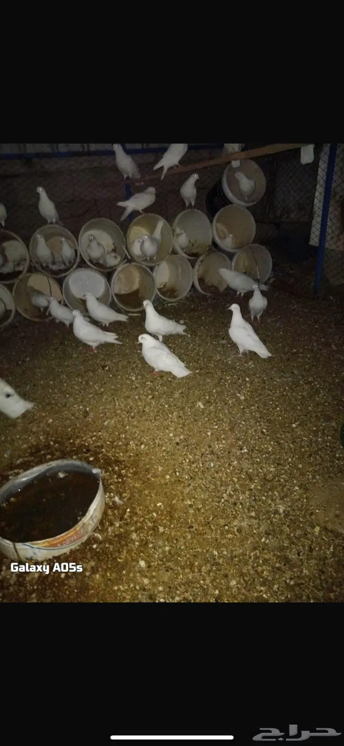 حمام فرنسي منتج 3