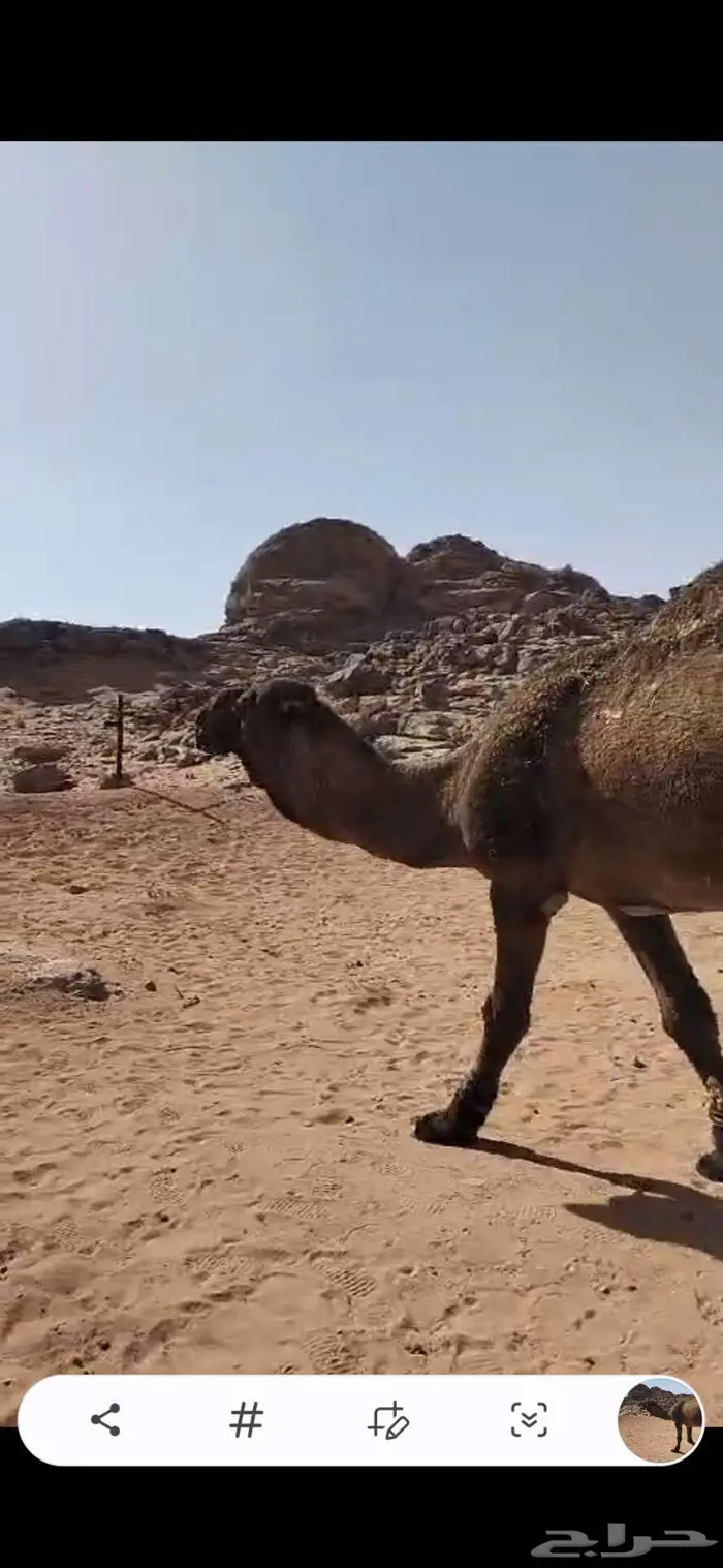 جمل للبيع 0