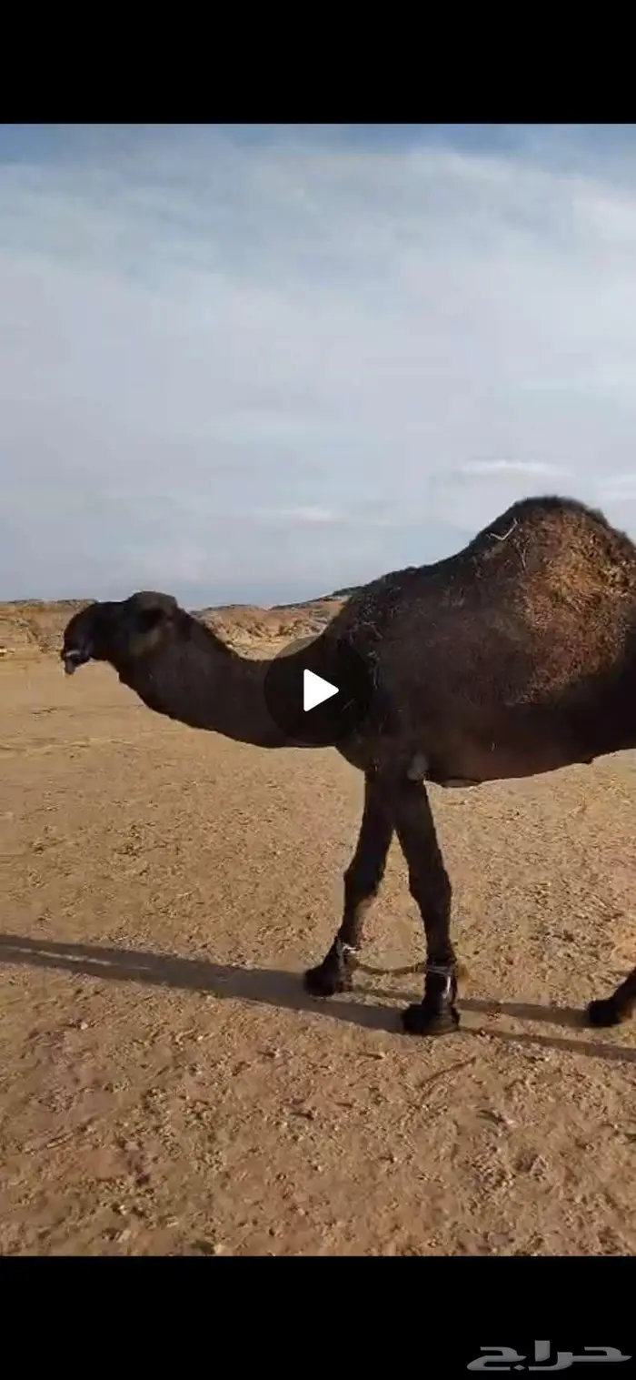 جمل للبيع 2